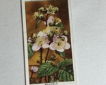 Bramble Wild Flowers Wills Vintage Cigarette Card #15 - $2.96