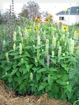 500 Seeds Giant Yellow Hyssop Agastache Nepetoides Herb Flower - £13.62 GBP