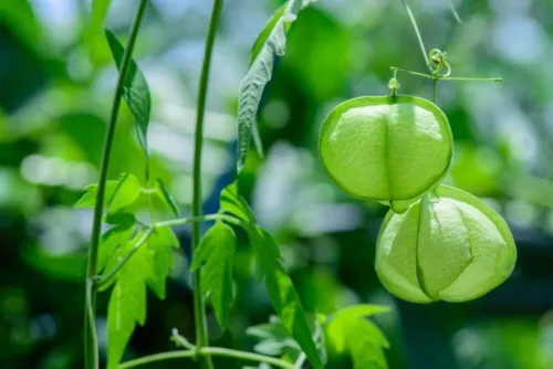 20 Cinderella Pumpkin Seeds For Planting Rouge Vif D’Etampes Fresh Seeds - £17.52 GBP