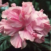 15 seeds Hibiscus ?Kona  house plant  garden flowers From us - £7.92 GBP