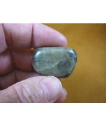 F830-20 small 1-1/4&quot; polished Petoskey stone fossil coral specimen MI st... - $20.44 CAD