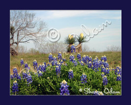 South Texas Scenic of Bluebonnets and Yucca Fine Art Print - £13.98 GBP
