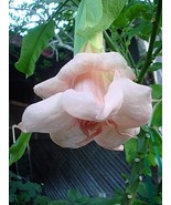 10 Dbl Baby Pink Angel Trumpet Seeds Flowers Seed Flower Brugmansia Datu... - $13.50