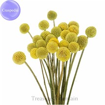 Craspedia Billy Balls Yellow Flower 10 Seeds Golden Ball Cut Flowers Ts242T Fres - $9.75