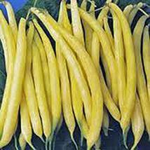 Golden Wax Bean, Bush Bean, Non GMO,50+ Seeds, Great Tasting and Healthy - £2.34 GBP