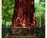 Vtg Postcard California Redwoods &quot;The Giant&quot; Detroit Publishing Phostint... - $6.88