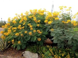 Caesalpinia Pulcherrima Yellow Bird Of Paradise Shrub Seeds Garden USA SELLER - £13.44 GBP