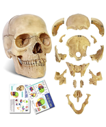 NEW HORIZON 2023 Newest Anatomy Exploded Skull Model,Human Medical Skull... - $45.15