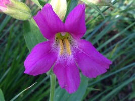 Rafhstore 250 Purple Monkey Flower Mimulus Ringens Seeds Us Seeds - £8.76 GBP