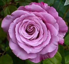 Purple pink  neptune rose seed- 20 seeds- code 253 - $5.99