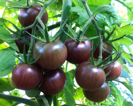 Tomato Black Cherry 25-32 Seeds Organicen Pollinated - $9.98