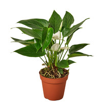 Live Plant - Anthurium &#39;White&#39; - 4&quot; Pot - Gardening - Fairy Garden/Houseplant  - £48.10 GBP