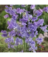 BS 50 Royal Lavender Sweet Pea Seeds Fast Grow - €11,19 EUR