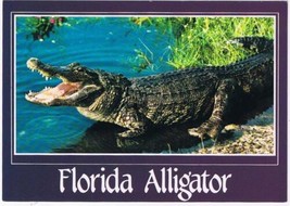 Florida Postcard Alligator Everglades - £2.30 GBP