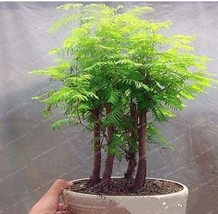 50 Seeds Dawn Redwood Bonsai Tree Grove Metasequoia Glyptostroboides Bonsai Plan - £7.96 GBP