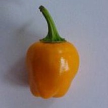 Vietnamese Hot Peppers Orange  10 Seeds  Garden Beautiful USA SELLER - £4.20 GBP