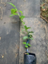 Royal Medlar Tree, Mespilus Germanica, grafted plant 6-12 inches tall. - £67.15 GBP