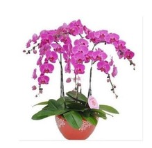 New Fresh Phalaenopsis Orchid Seeds Pink Flowers - $4.45