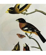 Grosbeak Two Types Bird 1946 Color Art Print John James Audubon Nature D... - $570.01 MXN