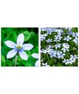 Blue Star Creeper Isotoma Fluviatilis Seeds Easy to Seasons 100 seeds  - £15.14 GBP