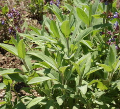 100 Garden Sage Herb Seeds A Must Herb To Grow For Great Stuffing Fresh Garden - $16.00