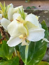 Moonshine Canna Lily 20 Seeds, Green Leaves and Milky White Flowers - £9.40 GBP