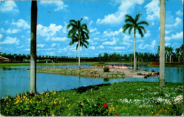 Vtg Postcard, Flamingo Island, Infield Lake, Hialeah Race Course, Miami Florida - £4.61 GBP