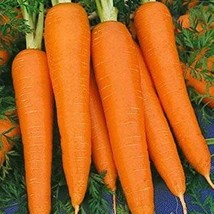 Shin Kuroda Carrot Seeds 300 Asian Vegetable Garden - £3.56 GBP