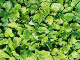 Spearmint Or Mentha Spicata 100 Seeds From US Seller - $9.70