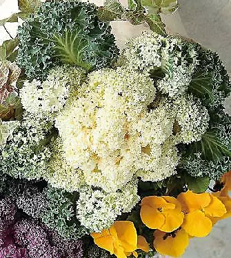 Flowering Kale Yokohama White 500 seeds - £24.33 GBP