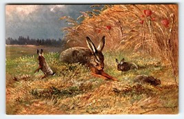 Postcard Rustic Rabbits Signed Muller Germany Illustrated Post Card Wildlife - £15.49 GBP