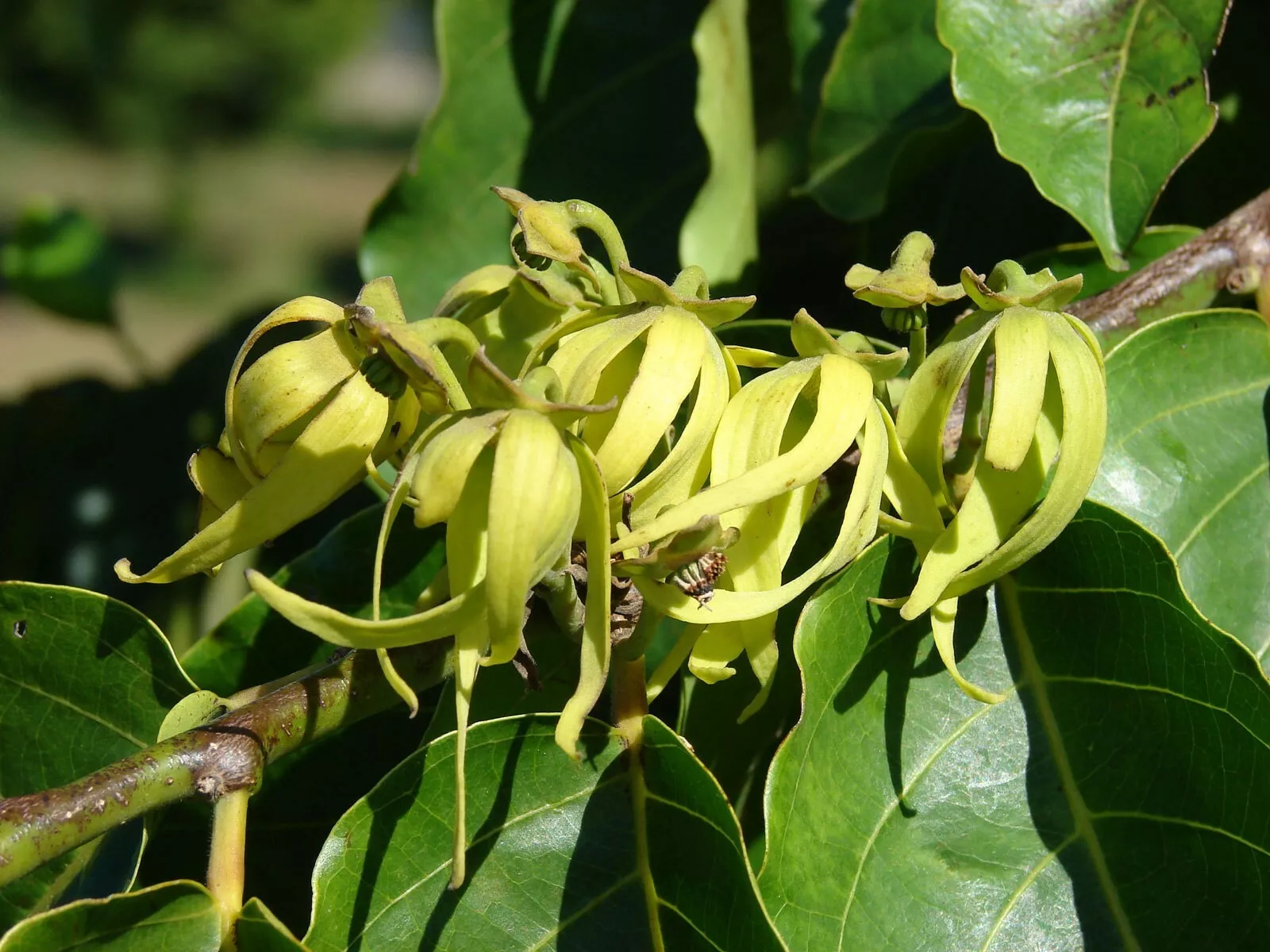 Cananga odorata Ylang Ylang 20 high germination Seed - £9.29 GBP