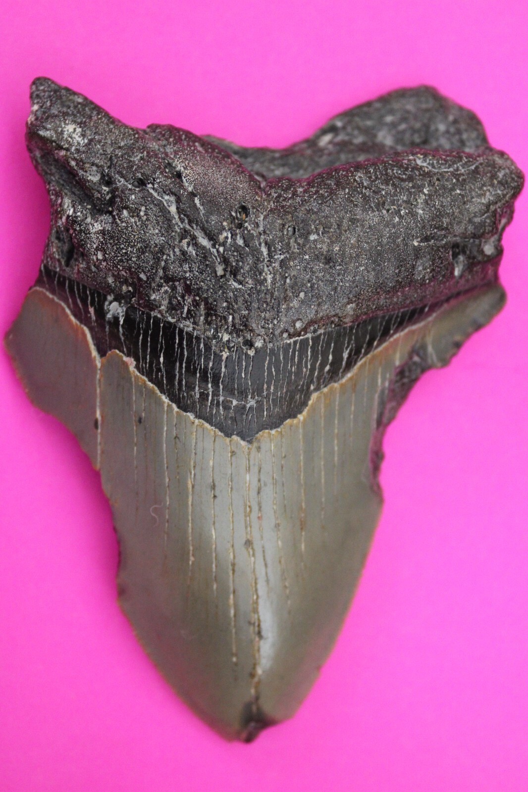 Authentic Megadolon Shark Tooth 3.83 Inches 117 Grams Fossil Dino Girl C... - $114.99