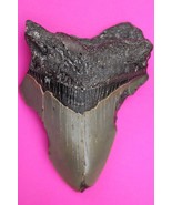 Authentic Megadolon Shark Tooth 3.83 Inches 117 Grams Fossil Dino Girl C... - $114.99