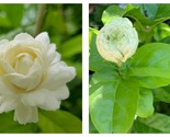 TOP SELLER Jasmine ‘Grand Duke of Tuscany’ rooted mature plant in 4 to 6... - $60.93
