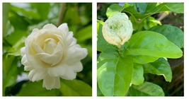 TOP SELLER Jasmine ‘Grand Duke of Tuscany’ rooted mature plant in 4 to 6... - $60.93