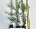 Norway Spruce Picea abies Potted seedlings 6-12 inches tall - $18.76+