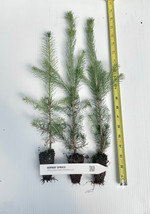 Norway Spruce Picea abies Potted seedlings 6-12 inches tall - £14.75 GBP+