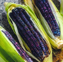 100 Pc Seeds Hopi Blue Flour Corn Vegetable, Corn Seeds for Planting | RK - £14.87 GBP