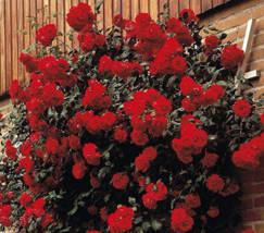 100 Seeds Rose Paul S Scarlet Climbing Hardy Shrub Bonsai Garden Beautiful Usa S - $10.89