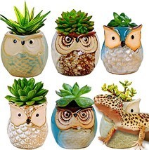 Floro Leopard Gecko Cactus Pots, Succulent Owl Planter Pot,, 6 Pots Per ... - £33.01 GBP