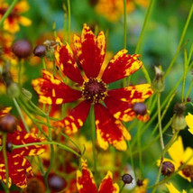 New Coreopsis Radiana Tigrina Dwarf 12&quot;&quot; Deer/Rabbit Resistant Non-GMO 200 Seeds - £2.84 GBP