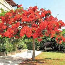 10 Royal Poinciana Tree Delonix Regia Aka Red Flame Flamboyant Tree Peacock Flow - £11.51 GBP