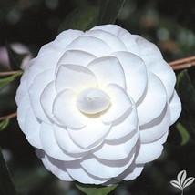 MISS BILOXI**Unique Pure White Blooms**Camellia Japonica-Live Starter Plant - £18.16 GBP