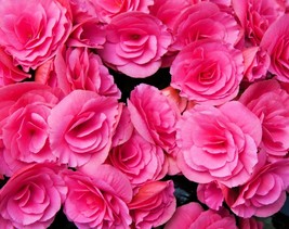 KKG 10 Bright Pink Double Begonia Tuberosa Tuberous Begonia Shade s Fres... - $8.89