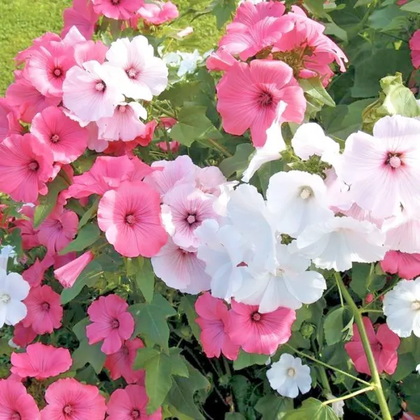 100+Rose Mallow Mix Seed Native Wildflower Flowering Shrub Bush Container Fresh - £6.03 GBP