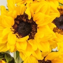 25  Frilly Sunflower Yellow Non-Gmo Flower Garden Plant Seeds/Ts - £5.17 GBP