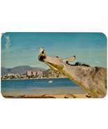 Beer Drinking Burro - Roqueta Beach, Acapulco Mexico 1964 Postcard Coron... - £5.86 GBP