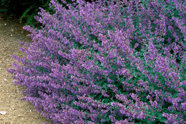 200 Nepeta x faassenia Purple Lavender Ground Cover Seeds Flower Garden - £10.95 GBP