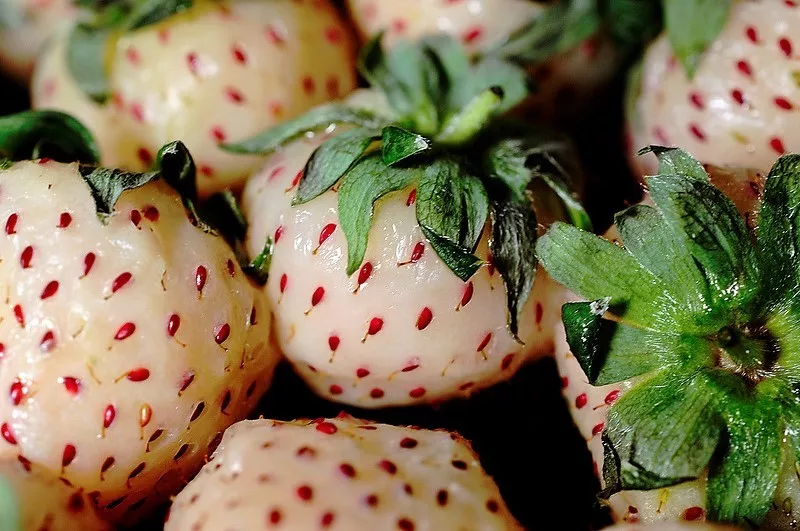 100 WHITE SOUL STRAWBERRY Fragaria Vesca Fruit Flower Berry Seeds * - $14.56